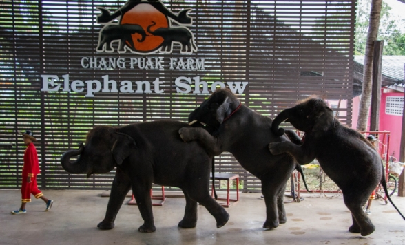 象さんの賢さに感動！エレファントショー + ダムヌンサドゥアック水上マーケット半日観光 ココナッツファームお立ち寄り